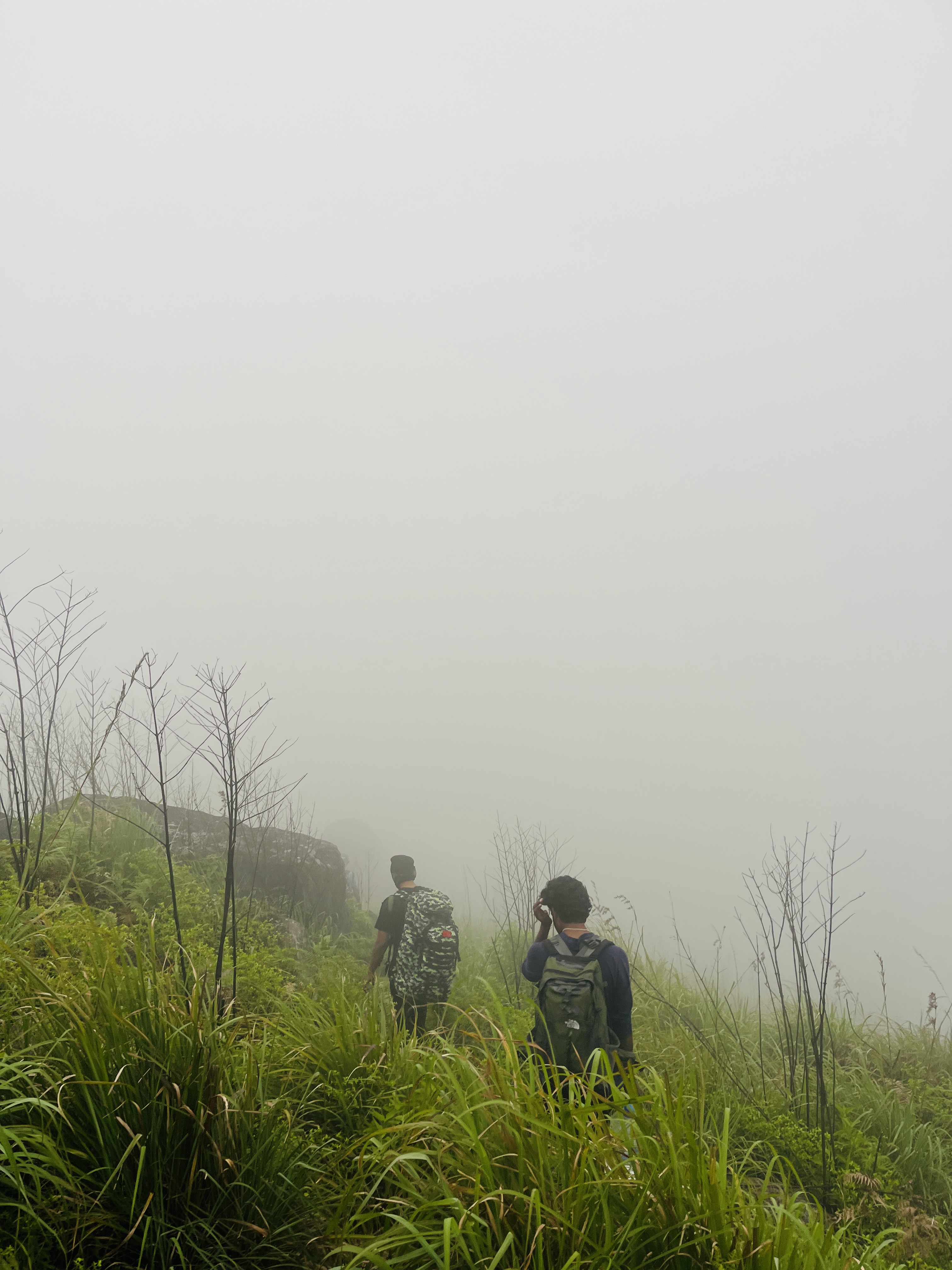 Queen Mountain Mist